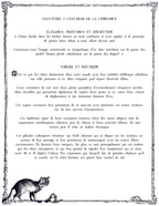 The CAT TALES GRIMOIRE: Cat-pter 3