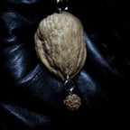 COQUILLE DE PROTECTION