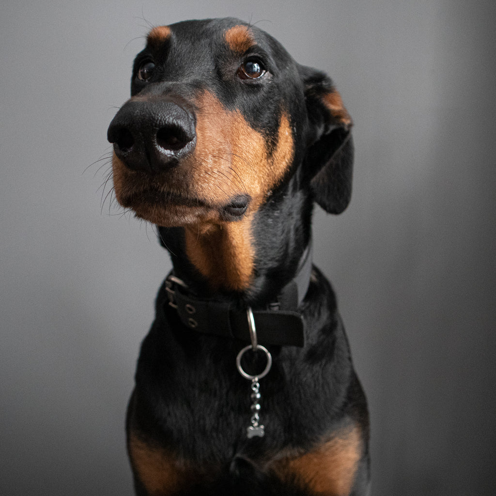 Amulette pour chien HÉMATITE (Os)