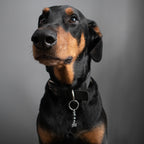 Amulette pour chien HÉMATITE (Os)