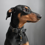 TIGER EYE (Bone) Dog Amulet