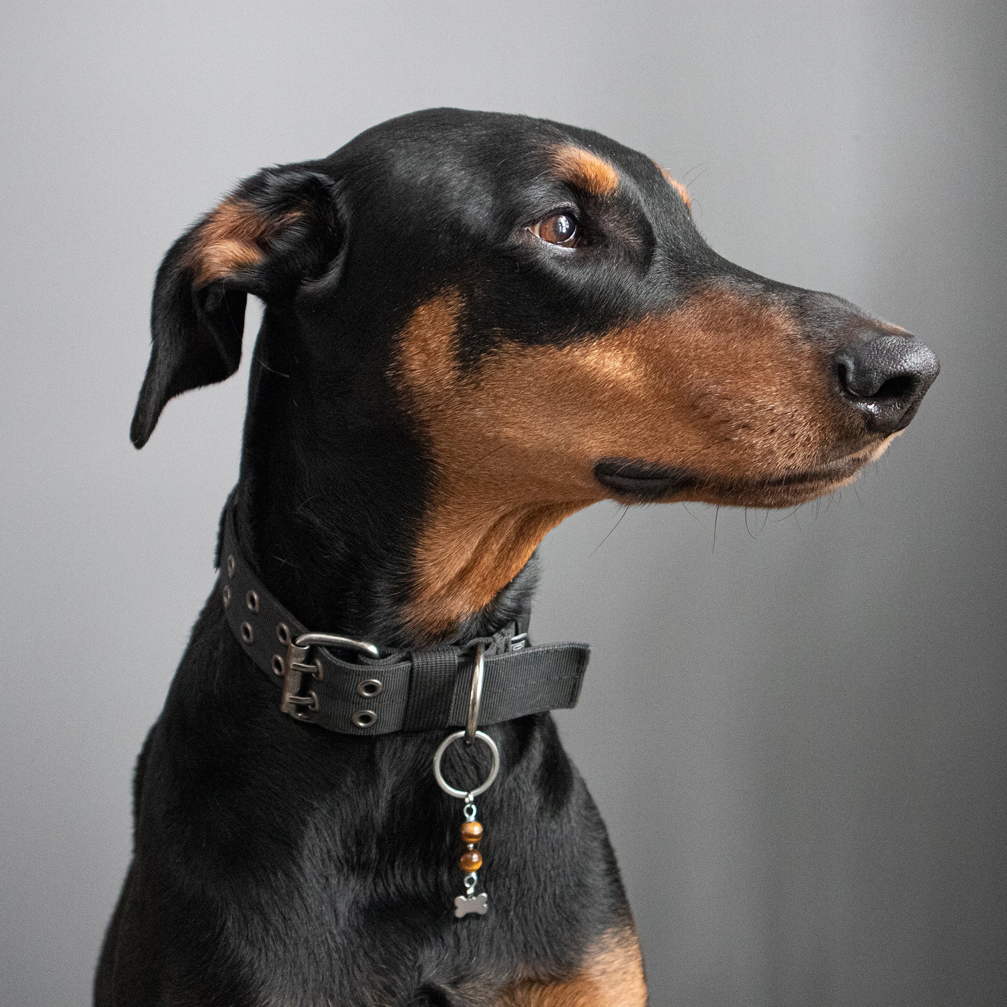TIGER EYE (Bone) Dog Amulet
