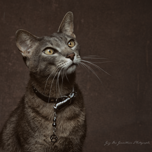 HEMATITE (Paw) Cat Amulet