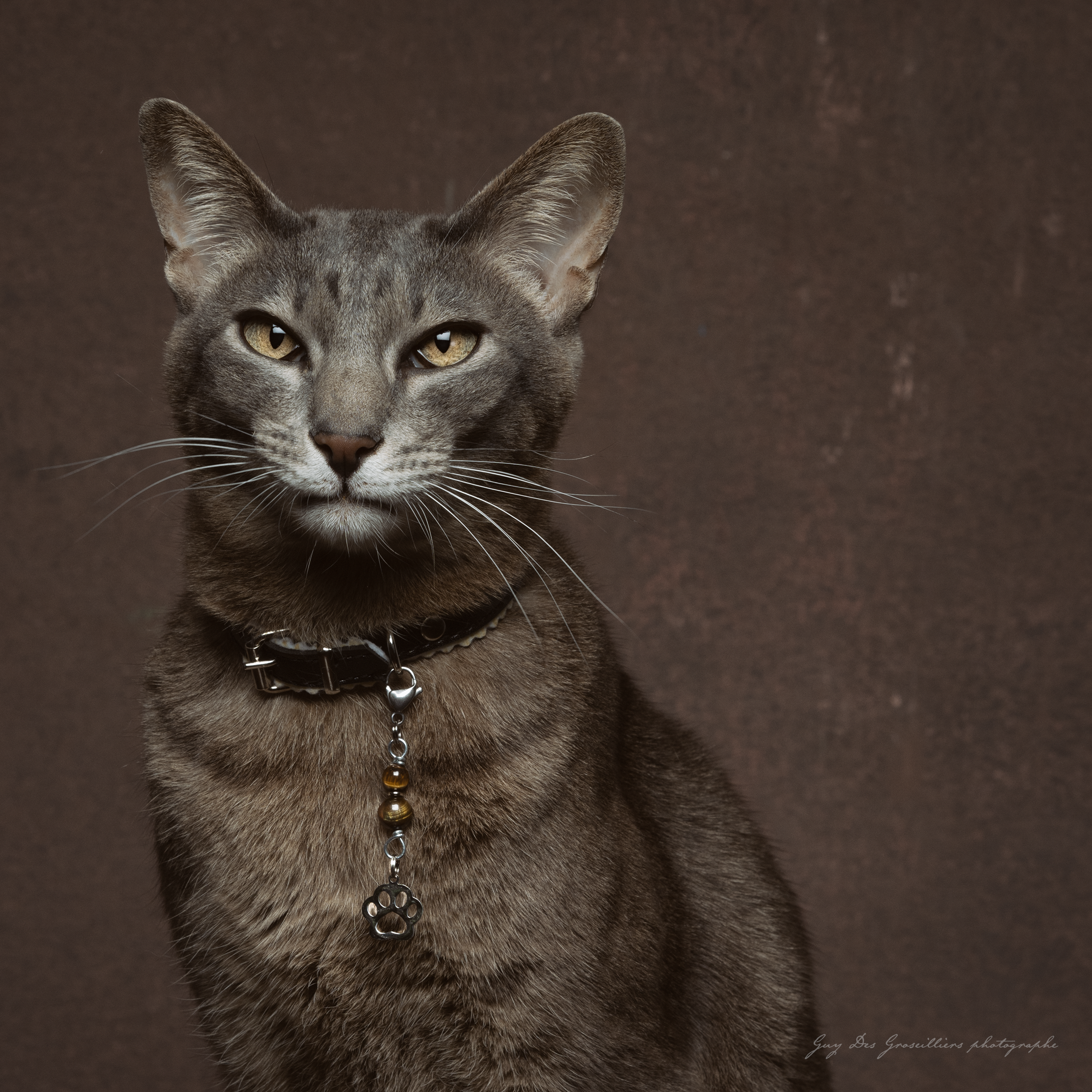 TIGER EYE (Paw) Cat Amulet