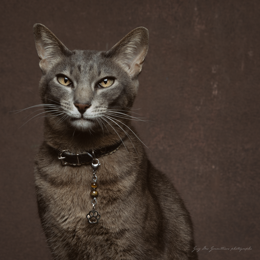 TIGER EYE (Paw) Cat Amulet