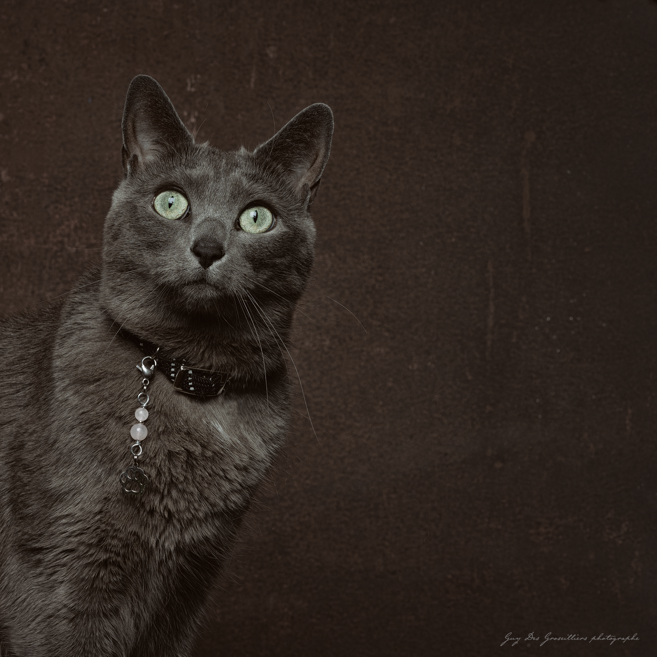 Amulette pour chat QUARTZ ROSE (Patte)