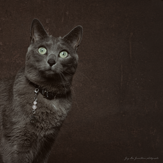 ROSE QUARTZ (Paw) Cat Amulet