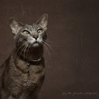 Amulette pour chat HÉMATITE (Pentagramme)