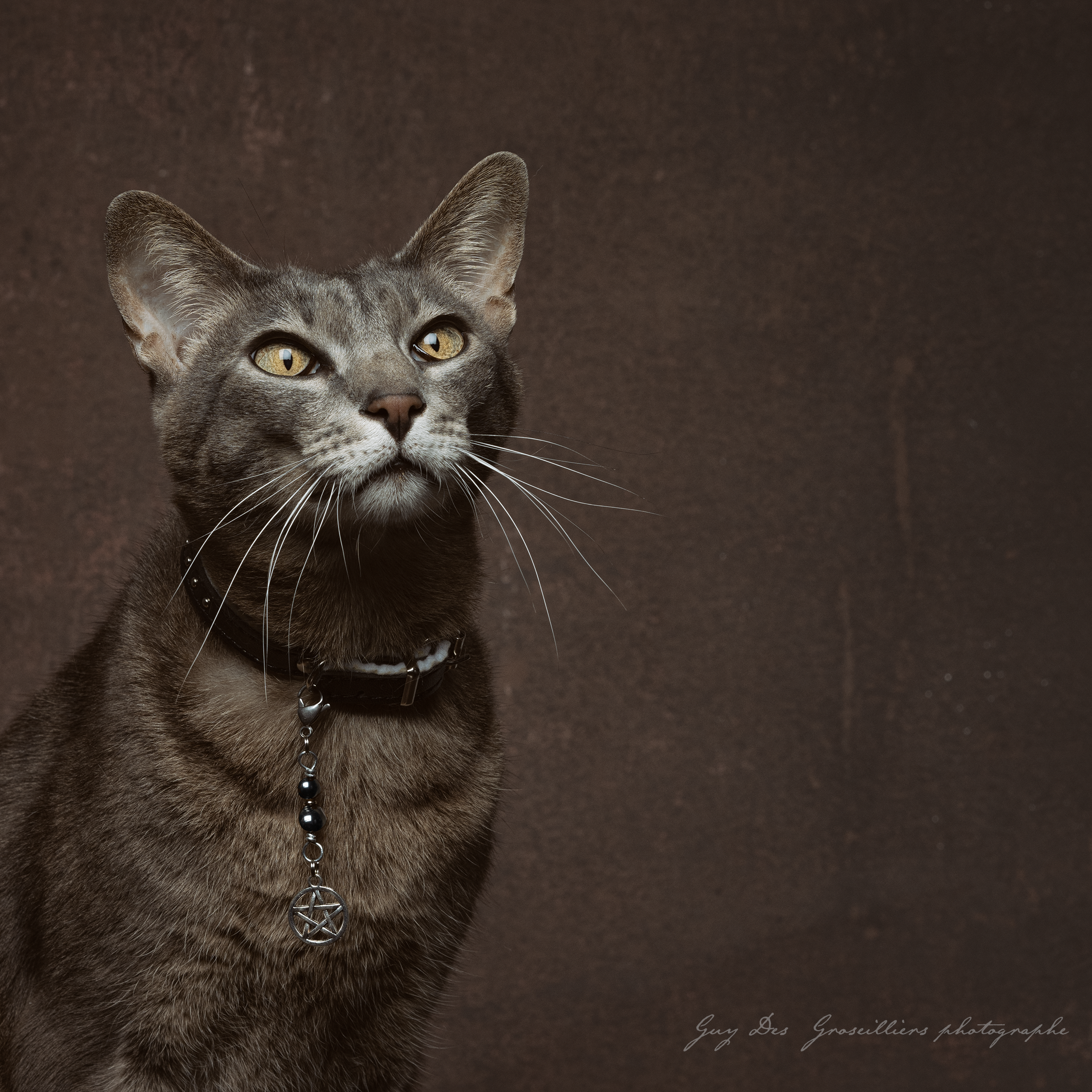 Amulette pour chat HÉMATITE (Pentagramme)