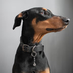 Amulette pour chien HÉMATITE (Pentagramme)