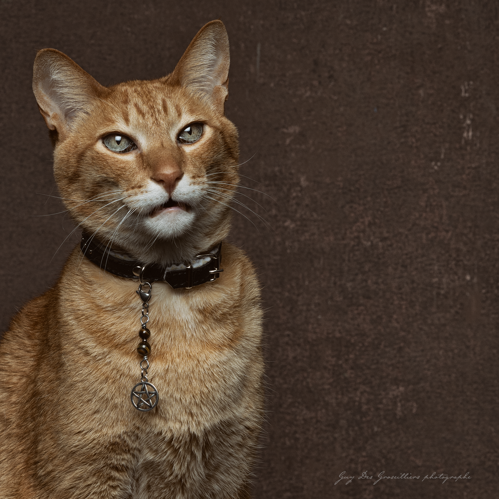 TIGER EYE (Pentagram) Cat Amulet