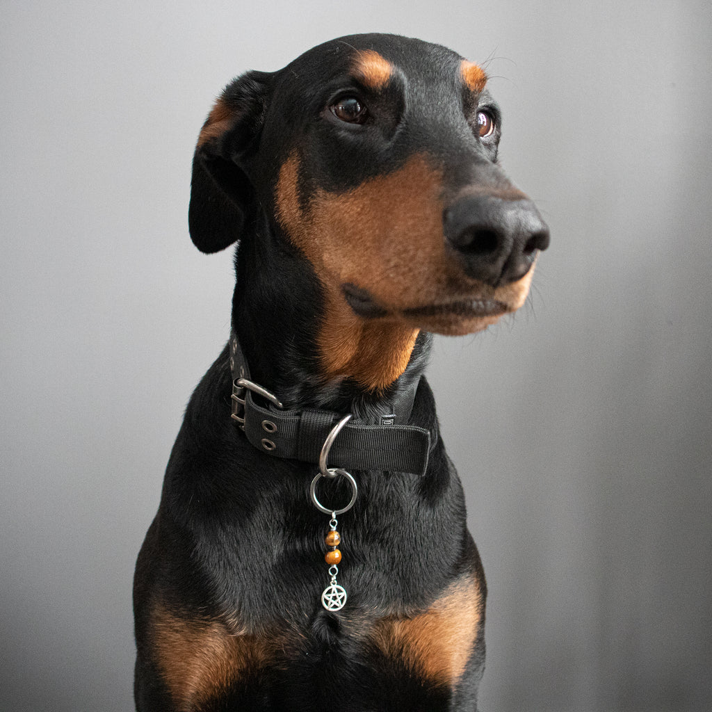 TIGER EYE (Pentagram) Dog Amulet