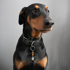 TIGER EYE (Pentagram) Dog Amulet