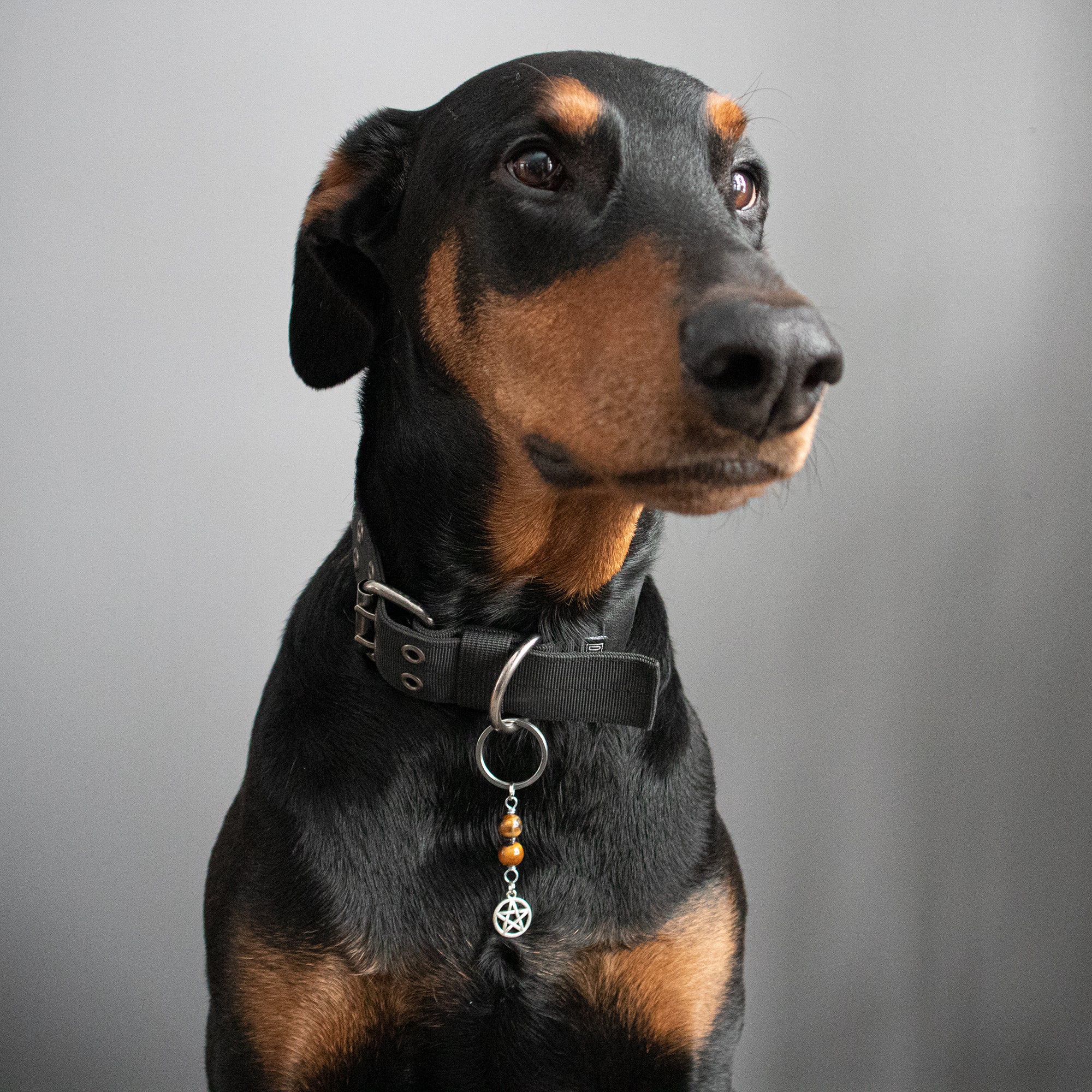 TIGER EYE (Pentagram) Dog Amulet